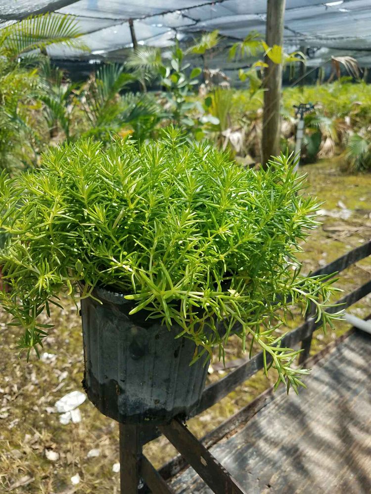sedum-stonecrop
