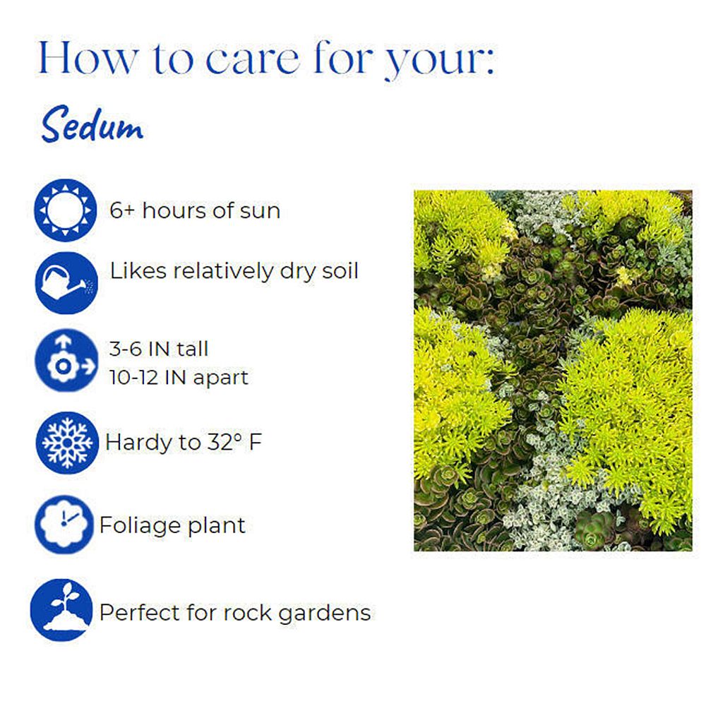 sedum-stonecrop