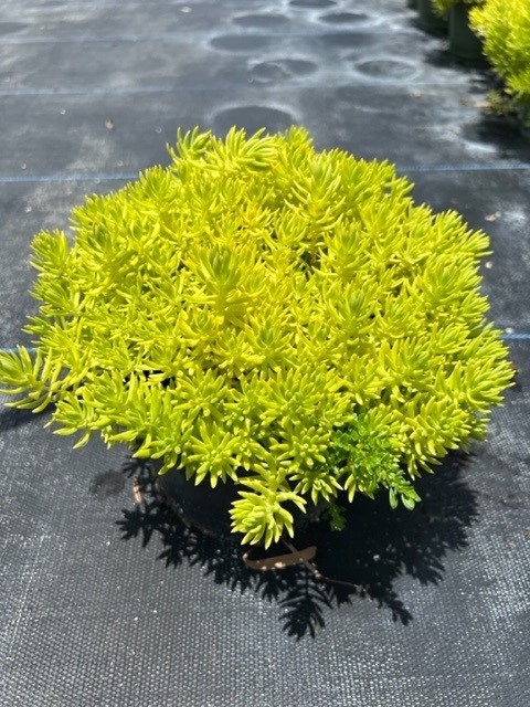 sedum-stonecrop