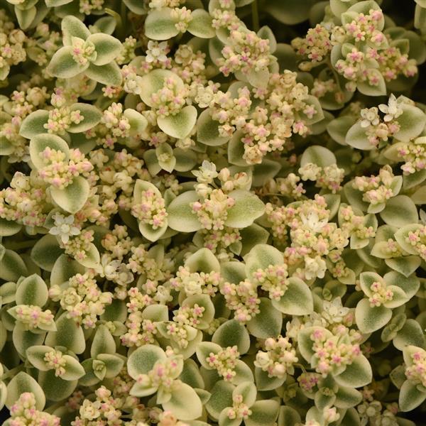 sedum-stonecrop
