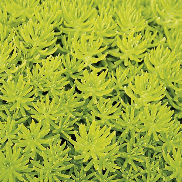 sedum-stonecrop