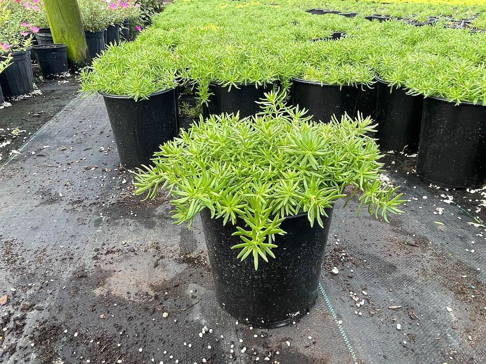 sedum-stonecrop