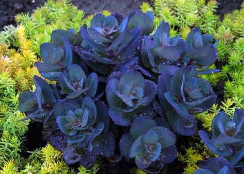 sedum-sunparkler-blue-pearl-stonecrop