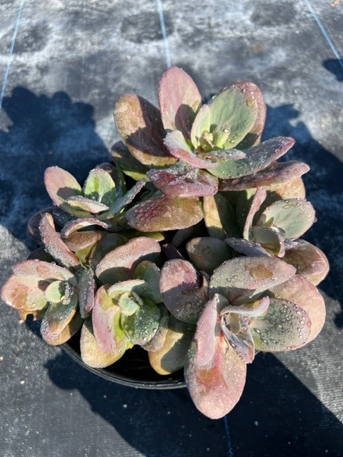 sedum-sunparkler-blue-pearl-stonecrop