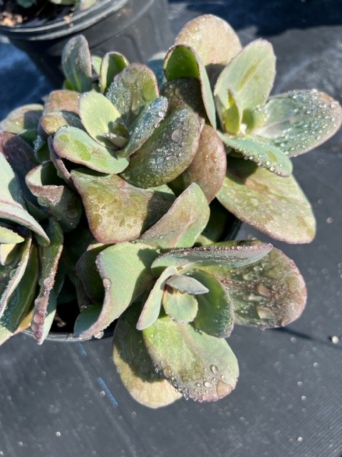 sedum-sunparkler-blue-pearl-stonecrop