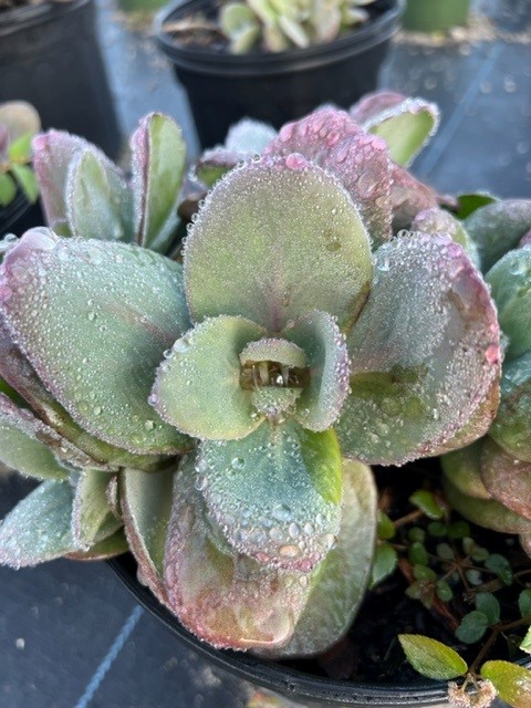 sedum-sunparkler-blue-pearl-stonecrop