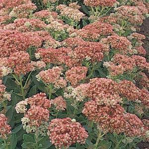 sedum-telephium-autumn-fire-stonecrop