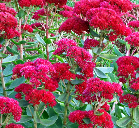 sedum-telephium-autumn-fire-stonecrop