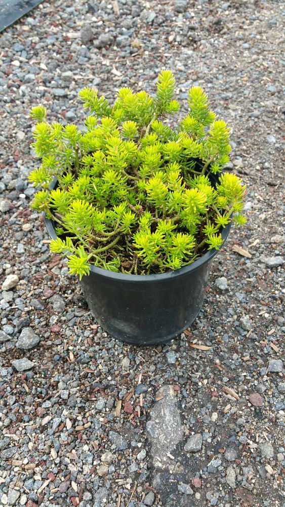 sedum-telephium-autumn-joy-showy-stonecrop