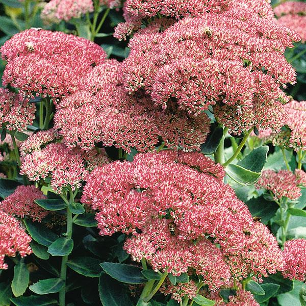 sedum-telephium-autumn-joy-showy-stonecrop