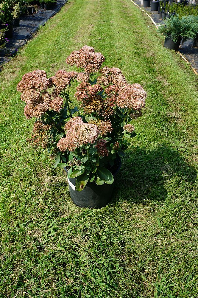 sedum-telephium-autumn-joy-showy-stonecrop