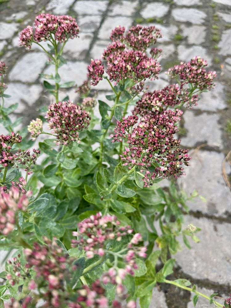 sedum-telephium-autumn-joy-showy-stonecrop