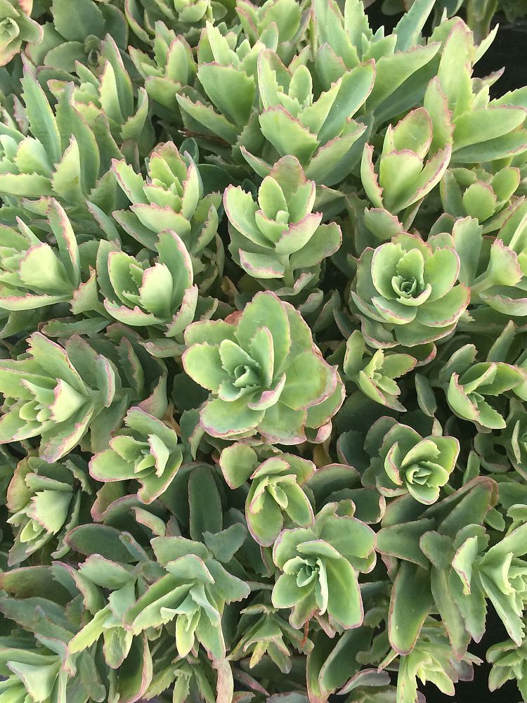 sedum-telephium-munstead-dark-red-stonecrop