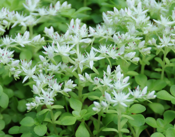 sedum-ternatum-whorled-stonecrop