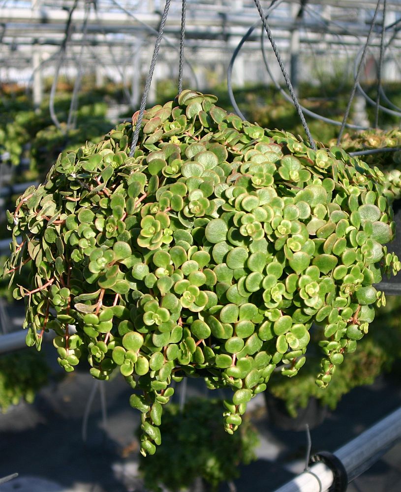 sedum-tetractinum-chinese-stonecrop