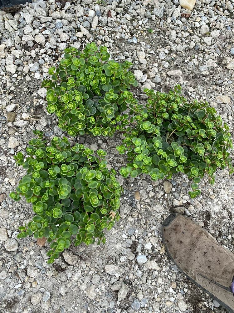 sedum-tetractinum-coral-reef-chinese-stonecrop