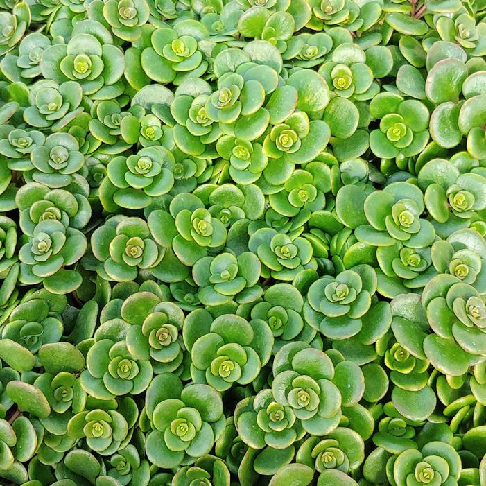 sedum-tetractinum-coral-reef-chinese-stonecrop