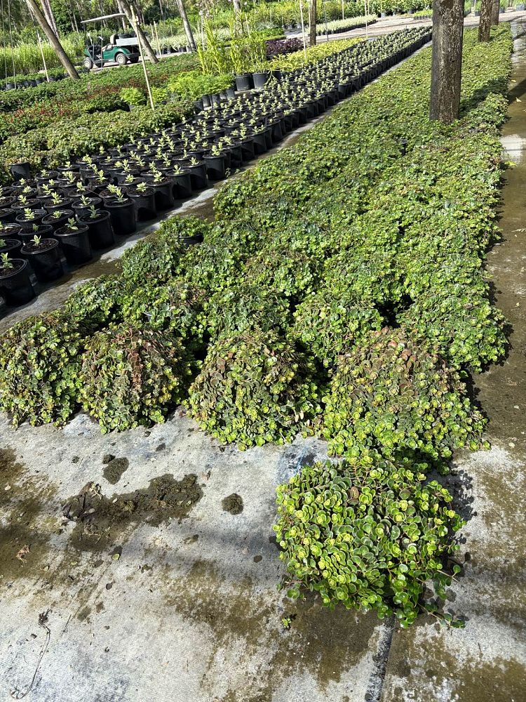 sedum-tetractinum-coral-reef-chinese-stonecrop