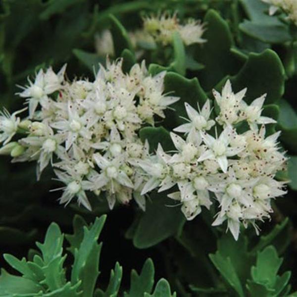 sedum-thundercloud-stonecrop