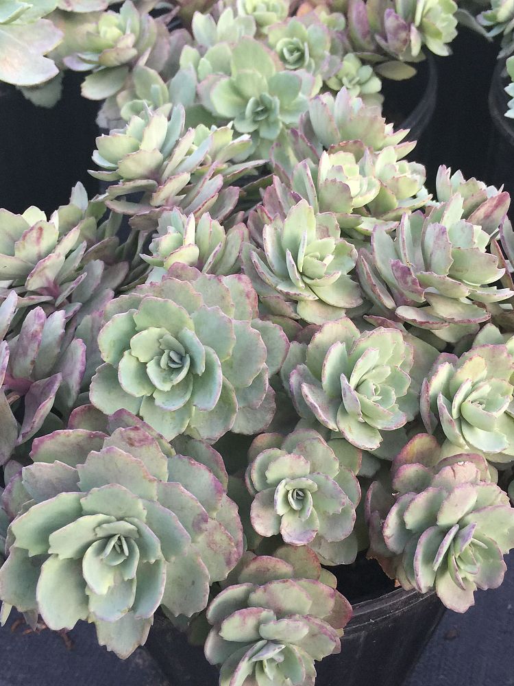 sedum-vera-jameson-stonecrop