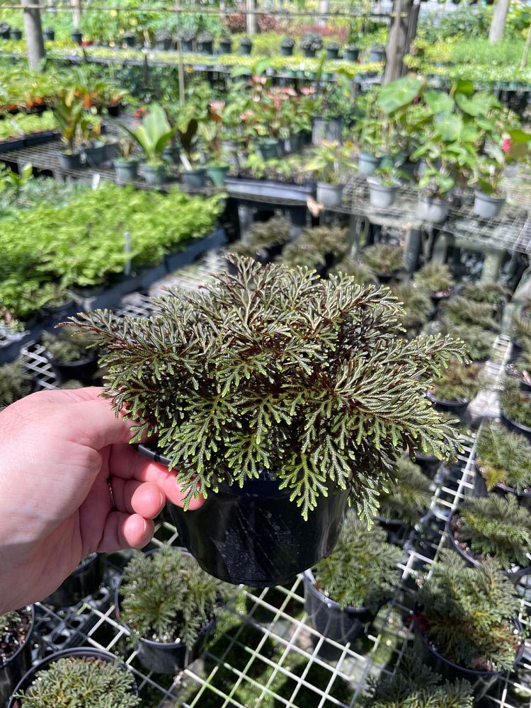 selaginella-erythropus-sanguinea-ruby-red-moss-fern