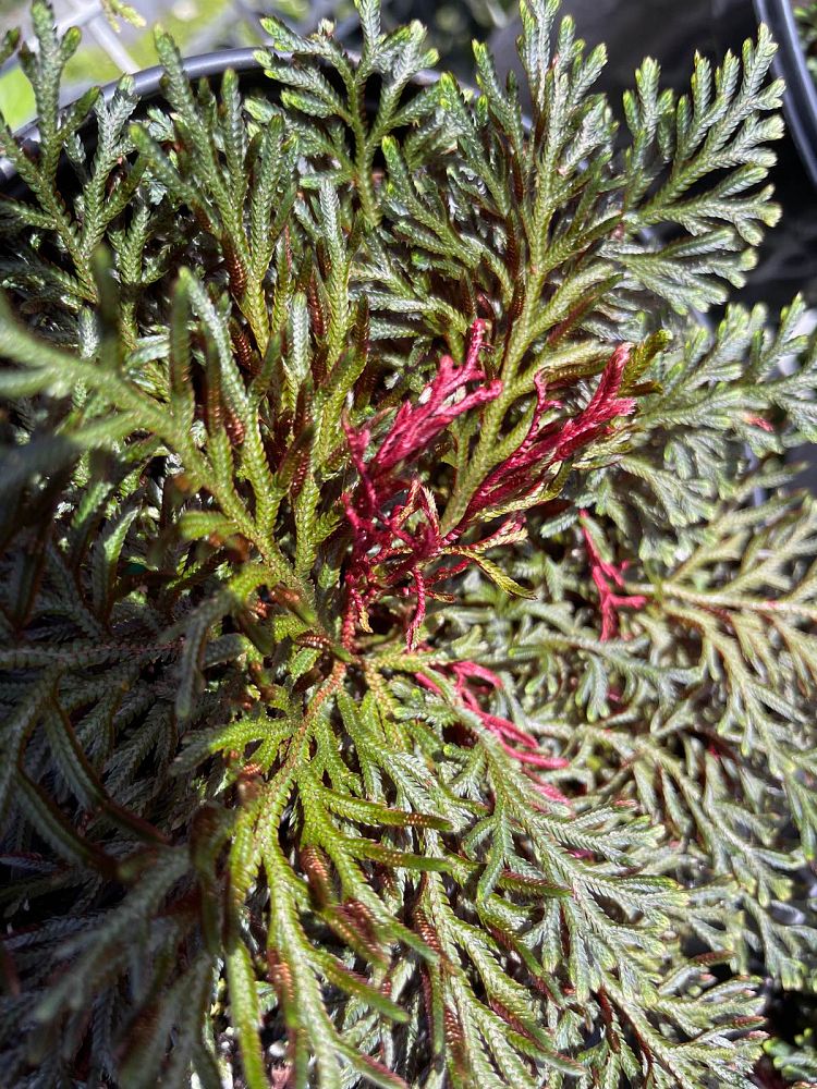 selaginella-erythropus-sanguinea-ruby-red-moss-fern