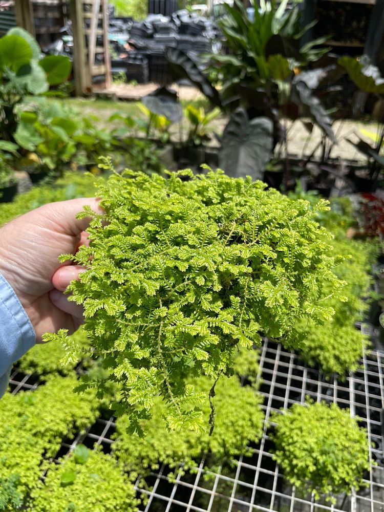 selaginella-kraussiana-aurea-spikemoss-fern-gold-golden-club-moss