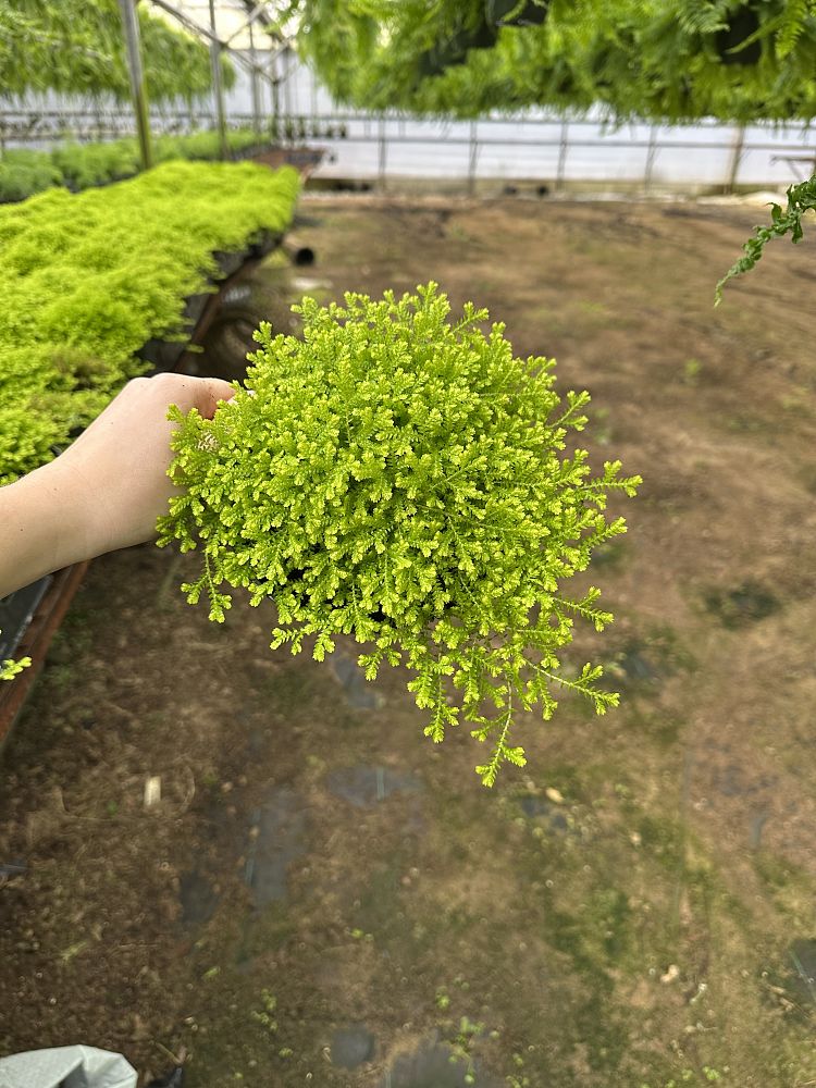 selaginella-kraussiana-aurea-spikemoss-fern-gold-golden-club-moss