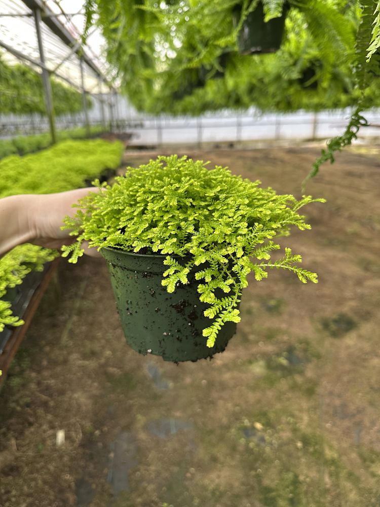 selaginella-kraussiana-aurea-spikemoss-fern-gold-golden-club-moss