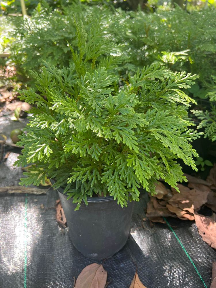 selaginella-plana-cypress-club-moss-fern