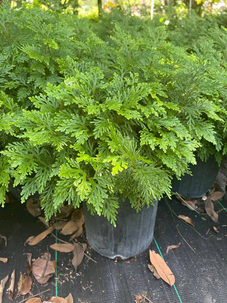 selaginella-plana-cypress-club-moss-fern