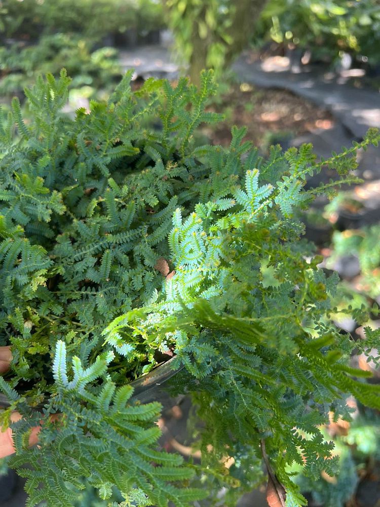 selaginella-uncinata-peacock-spikemoss-fern