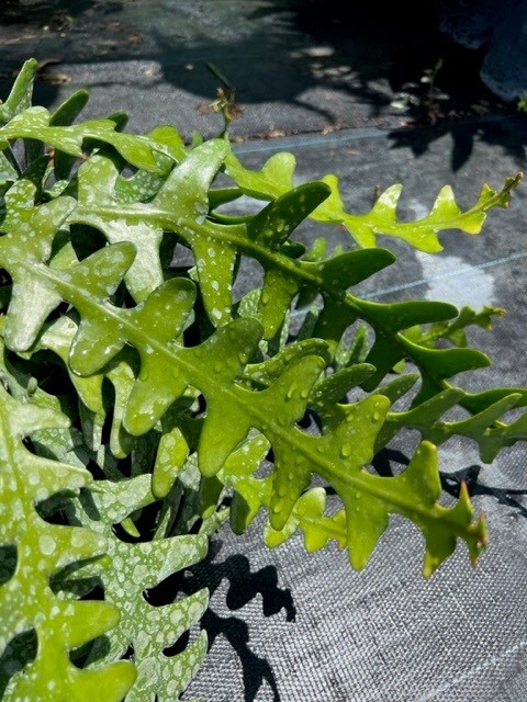 selenicereus-anthonyanus-fishbone-cactus-st-anthony-s-rick-rack-ric-rac-orchid-cactus