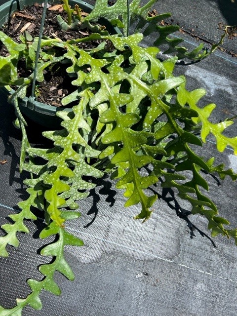 selenicereus-anthonyanus-fishbone-cactus-st-anthony-s-rick-rack-ric-rac-orchid-cactus