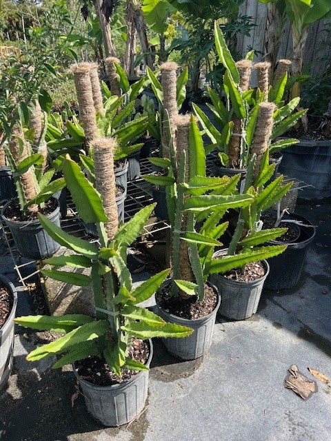 selenicereus-megalanthus-climbing-cactus-yellow-pitaya-yellow-dragon-fruit