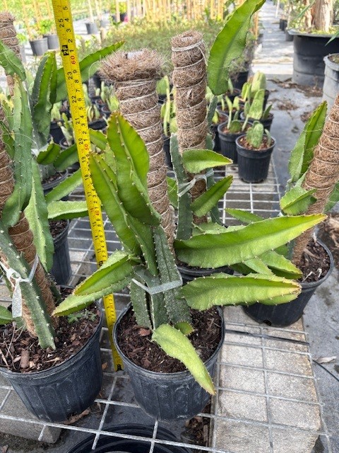 selenicereus-megalanthus-climbing-cactus-yellow-pitaya-yellow-dragon-fruit