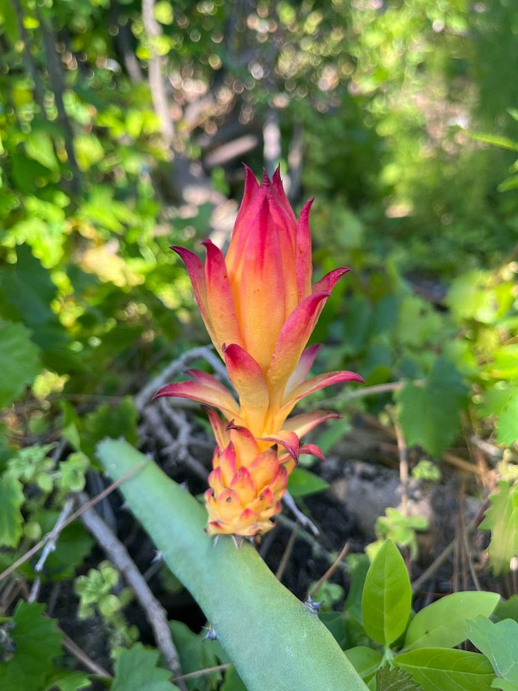 selenicereus-megalanthus-climbing-cactus-yellow-pitaya-yellow-dragon-fruit
