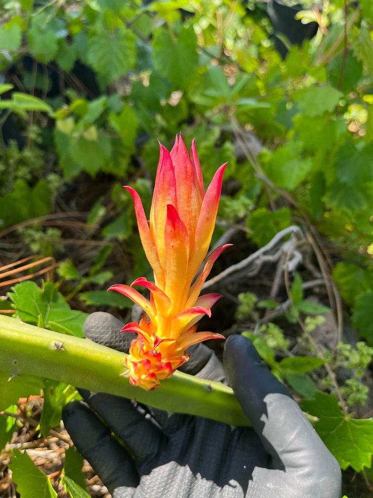selenicereus-megalanthus-climbing-cactus-yellow-pitaya-yellow-dragon-fruit