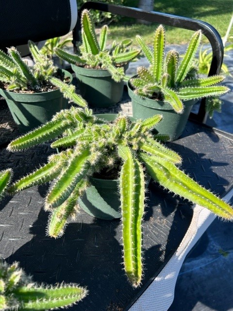 selenicereus-testudo-pitaya-de-tortuga-dog-tail-cactus
