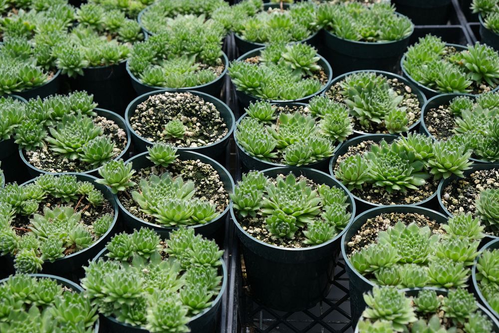 sempervivum-jade-rose-hens-and-chicks