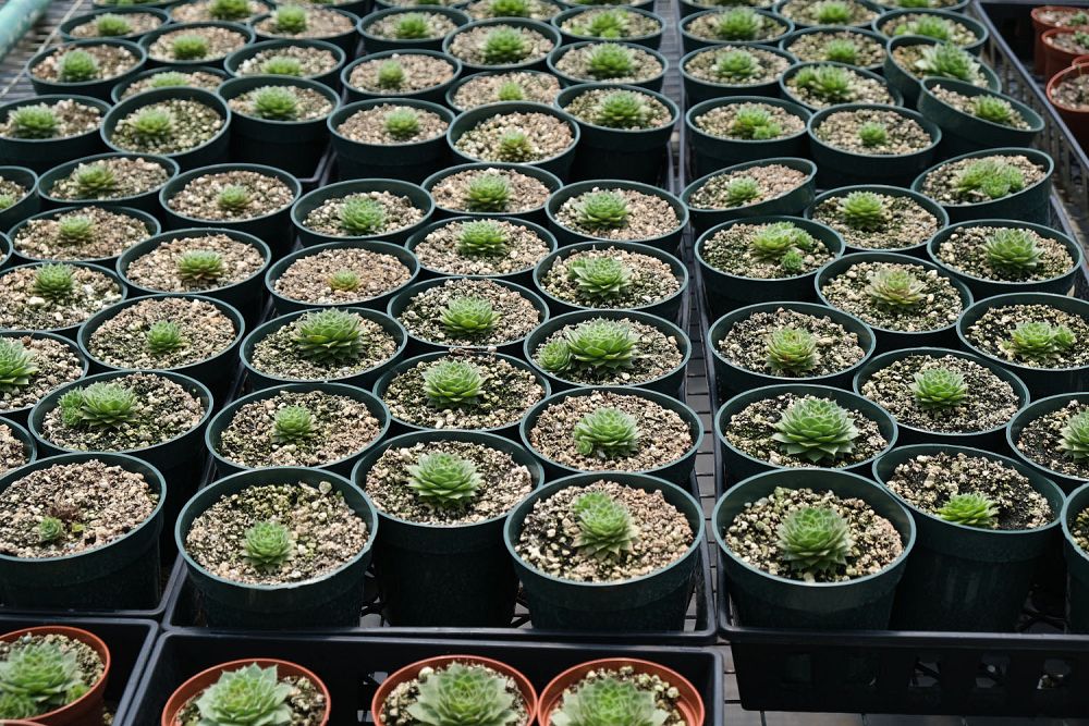 sempervivum-jade-rose-hens-and-chicks