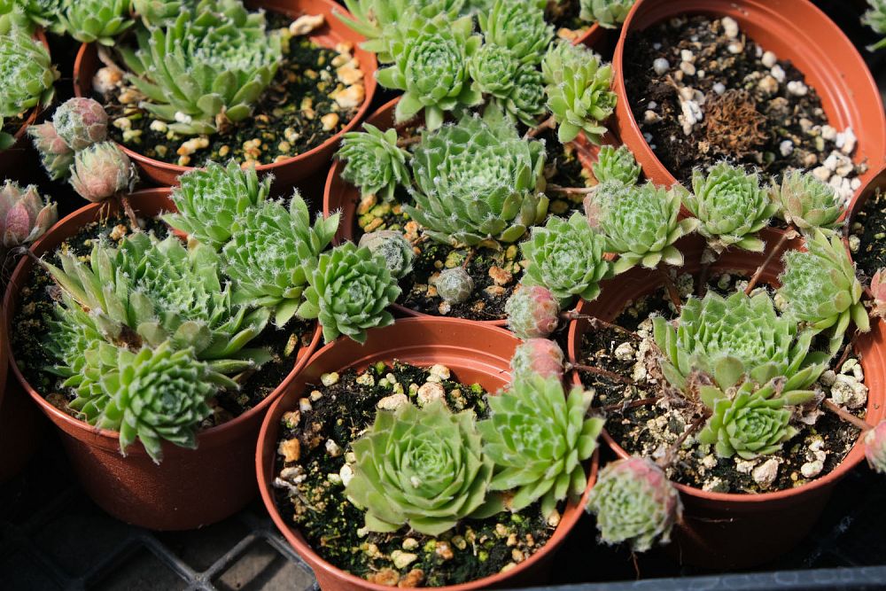 sempervivum-jade-rose-hens-and-chicks