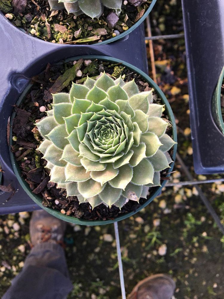 sempervivum-kalinda-hen-and-chickens-houseleek