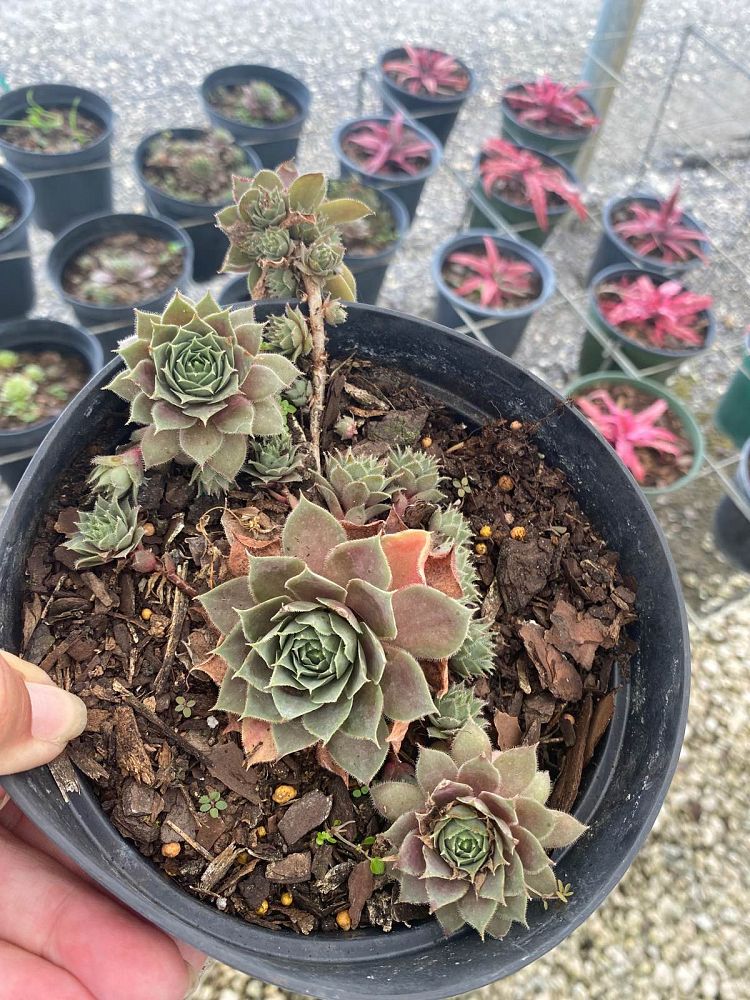 sempervivum-kalinda-hen-and-chickens-houseleek