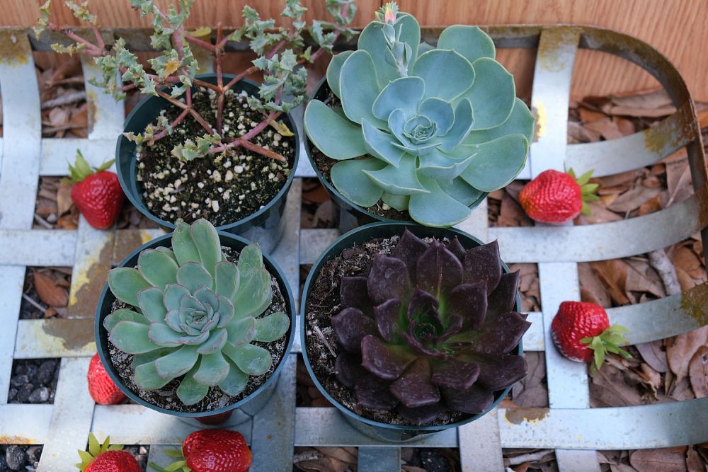 sempervivum-marmoreum-hen-and-chickens-houseleek