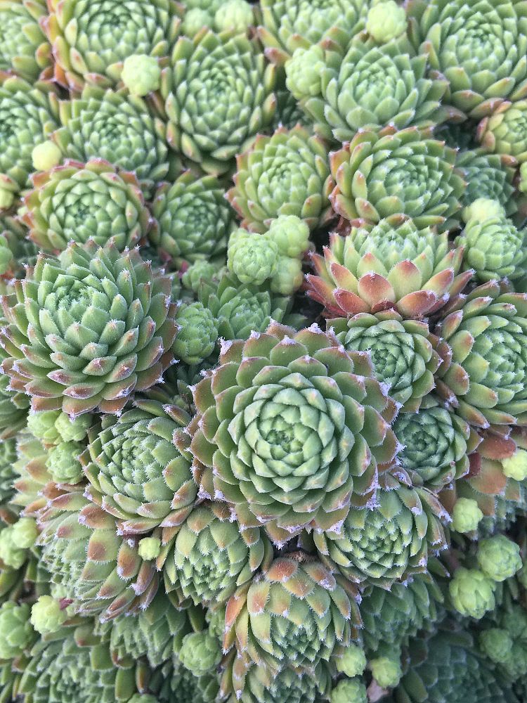 sempervivum-tectorum-common-houseleek-hens-and-chicks
