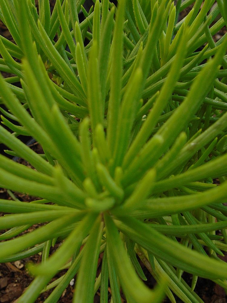 senecio-barbertonicus-succulent-bush-senecio-kleinia-barbertonicus