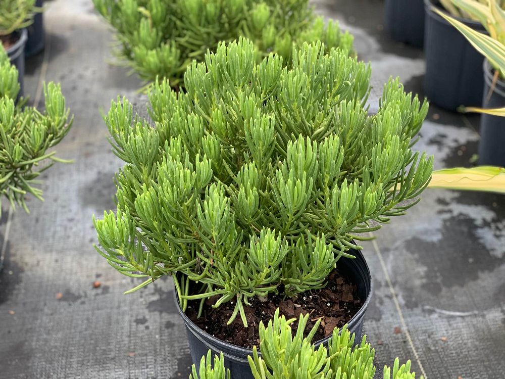 senecio-barbertonicus-succulent-bush-senecio-kleinia-barbertonicus