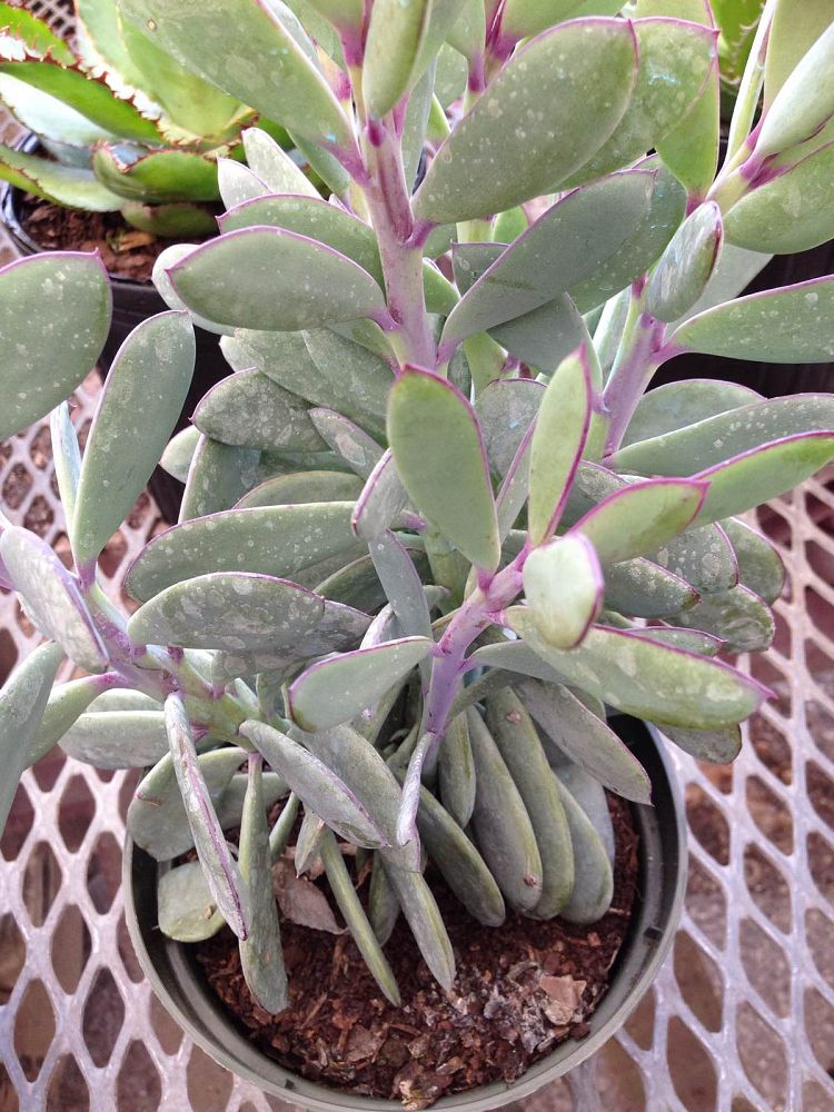 senecio-crassissimus-vertical-leaf-senecio