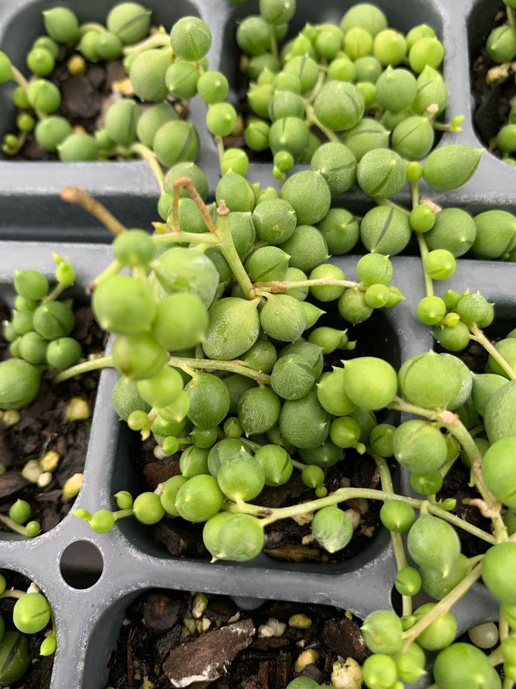 senecio-herreianus-string-of-pearls-string-of-beads